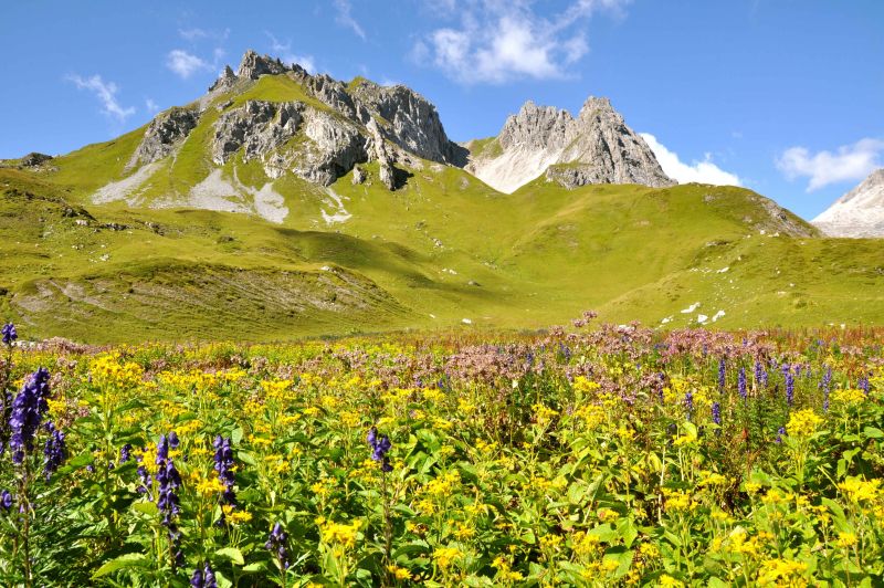an ocean of flowers in the mountains.jpg